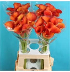 CALLA CAPTAIN ODEON
